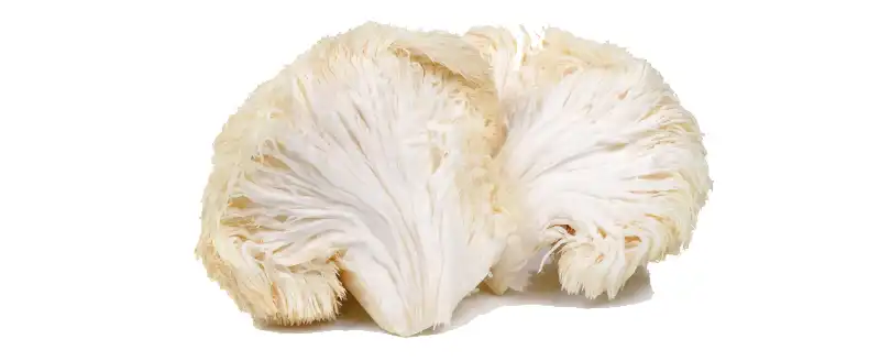 Lion's Mane Extract Powder.jpg